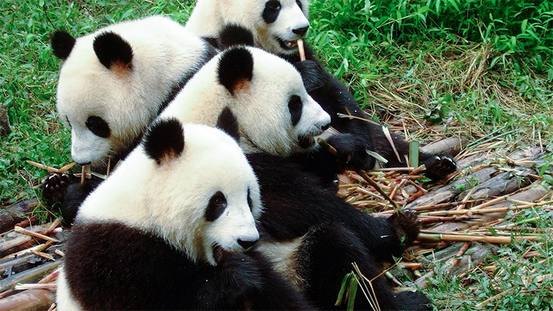 Chengdu Research Base of Giant Panda Breeding - 2